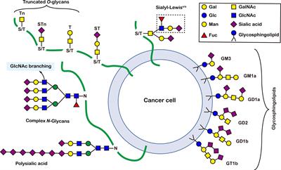 Cancer glycomics offers potential biomarkers and therapeutic targets in the framework of 3P medicine